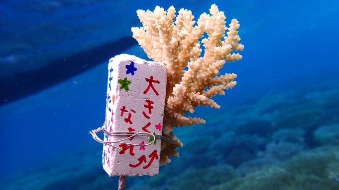 【サンゴ再生プロジェクト】サンゴ苗作り体験付き〜沖縄の美しいサンゴを拡げませんか（ブッフェ朝食付）